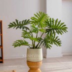 cây trầu bà nam mỹ giả